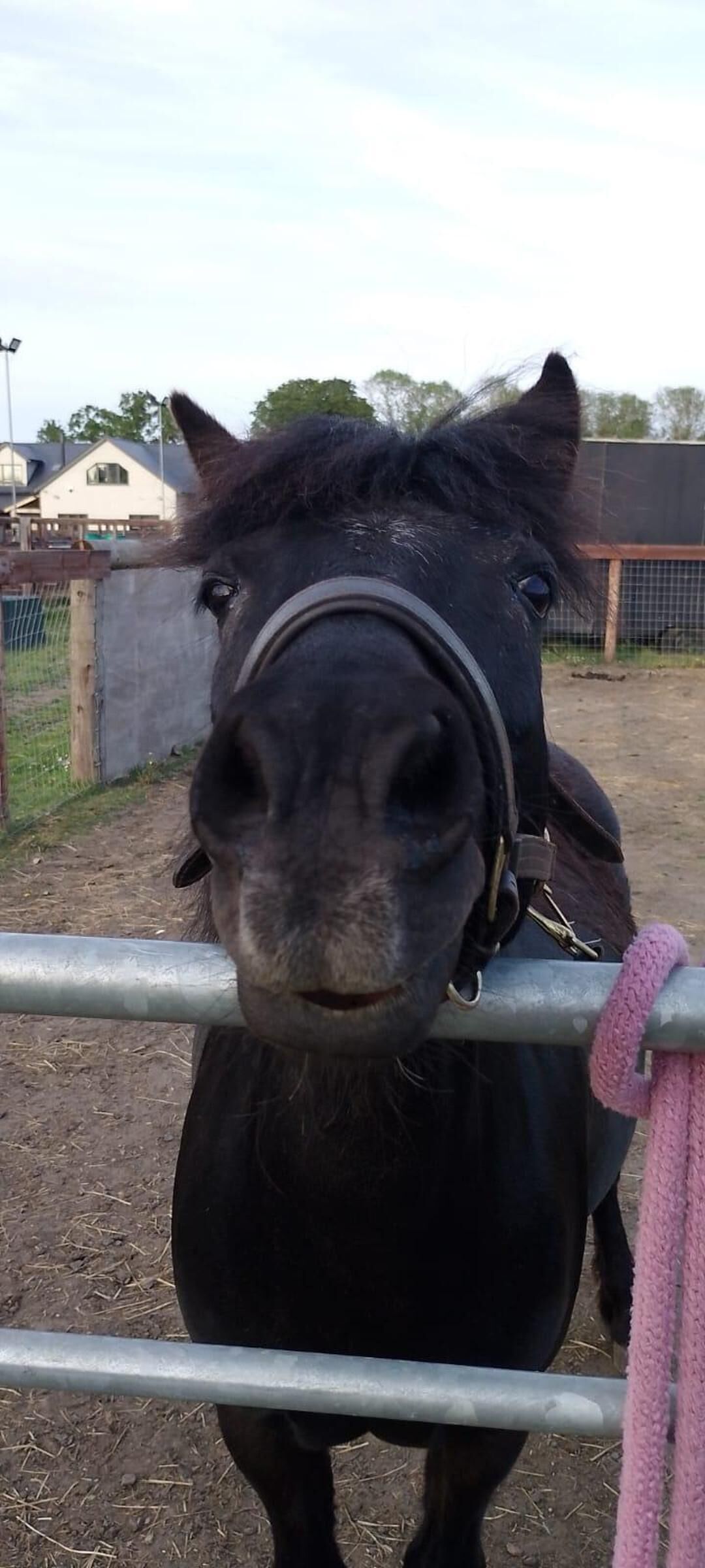 A horse behind a metal fence with a pink rope.