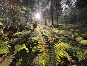 En skog där solljuset silas genom trädkronorna.