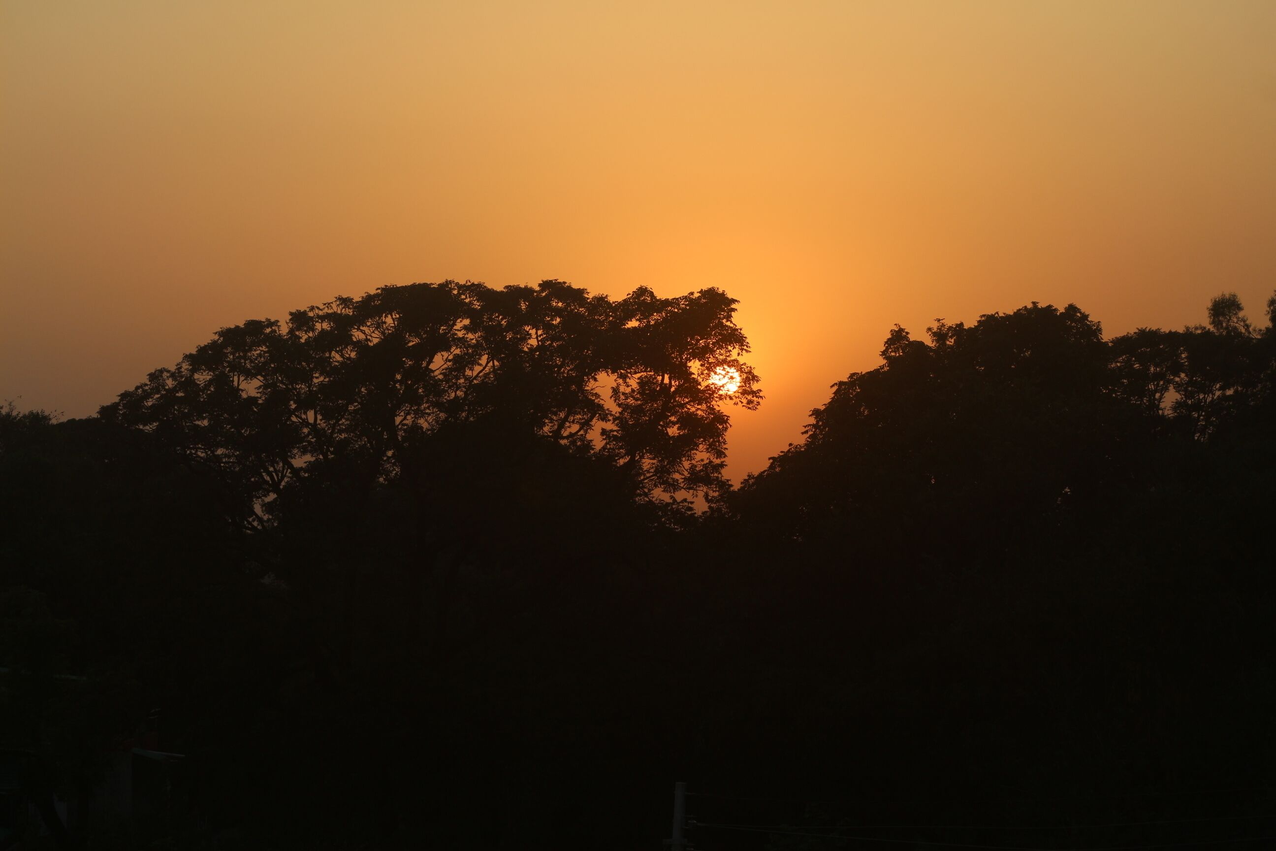 A sunset with silhouettes of trees against a clear sky.
