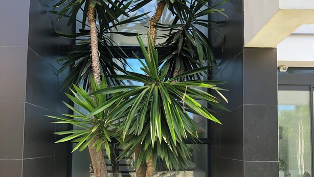Ein modernes Gebäude mit einer glänzenden Glasfassade, einer Palme und weißen Kieselsteinen am Fuße.