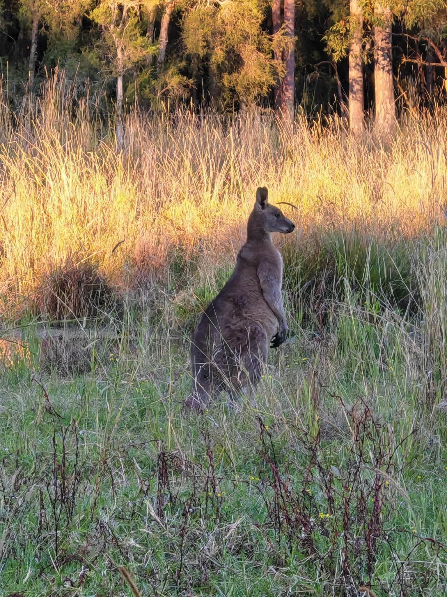 A kangaroo in a natural setting with tall grass and trees in the background.
