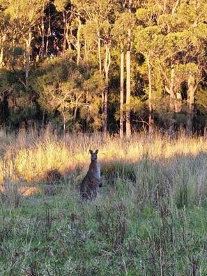 A kangaroo in a natural setting with tall grass and trees in the background.