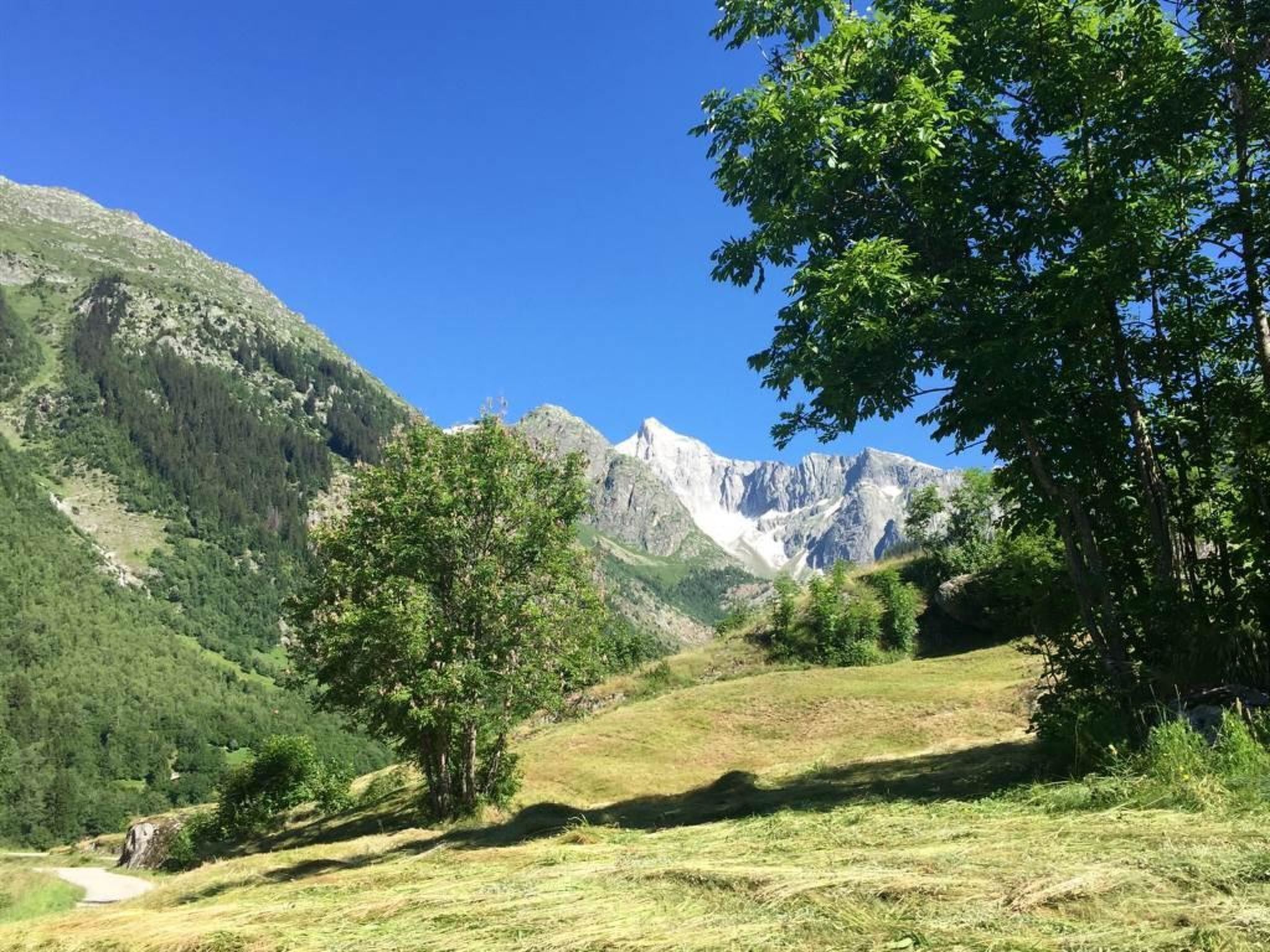 Un paysage montagneux, avec un ciel dégagé, un champ herbeux et un arbre imposant.