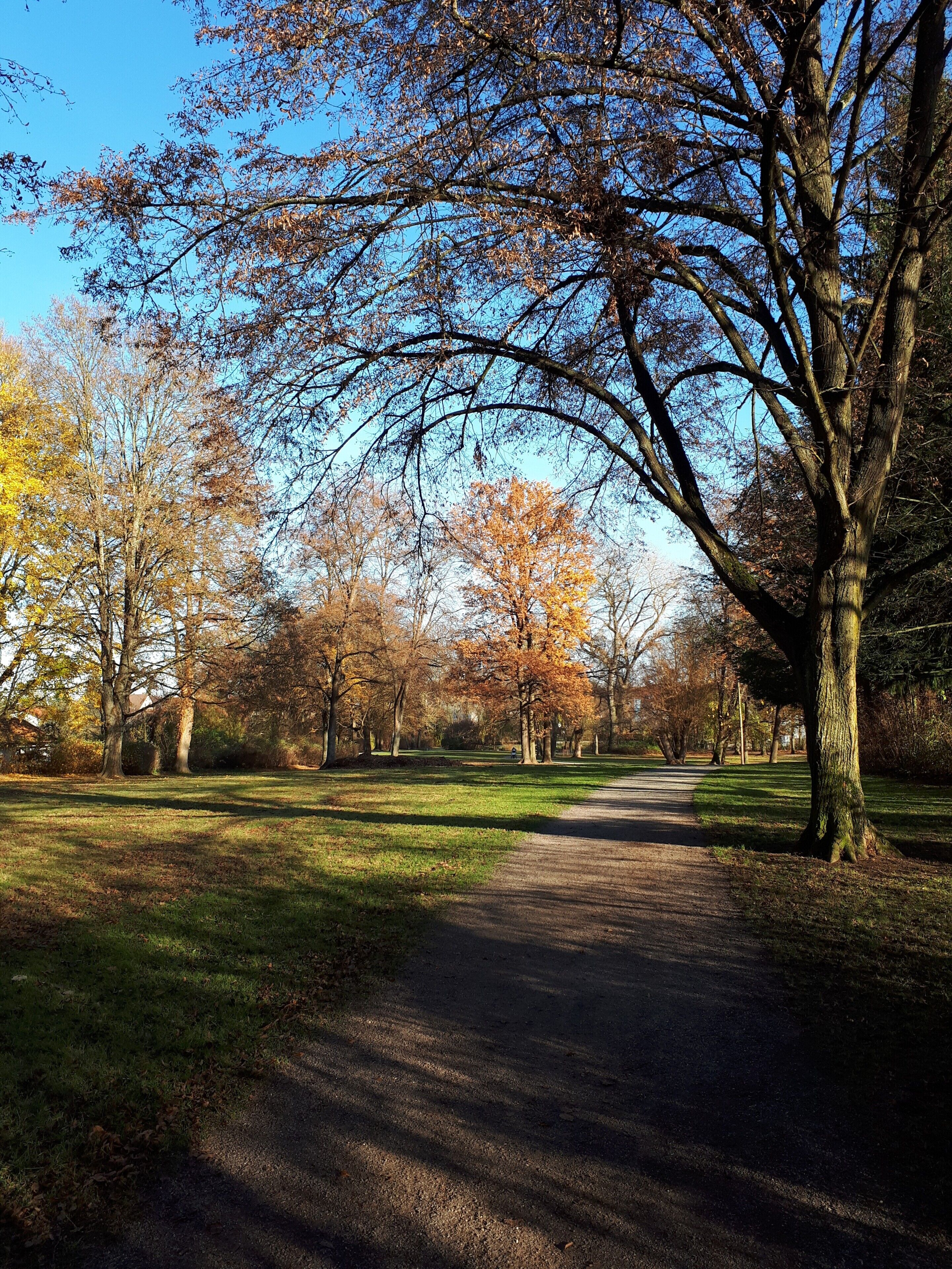 En parkstig med träd och gräs.