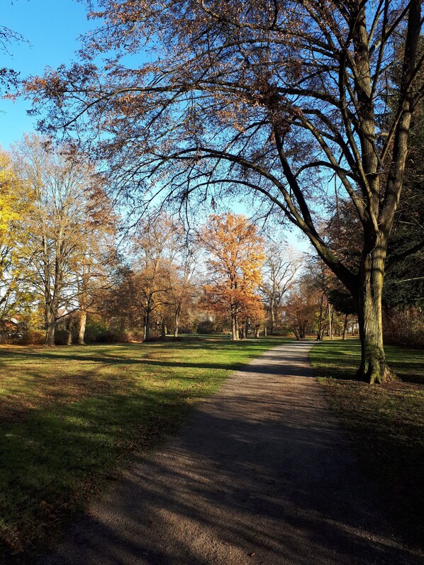 A park pathway with trees and grass.
