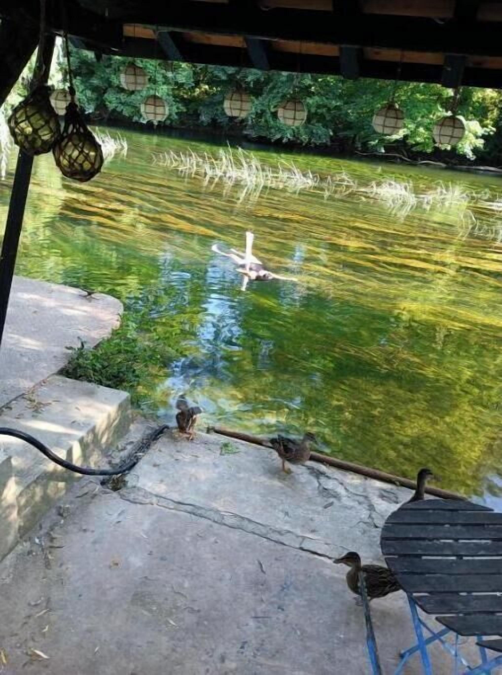 Un estanque con patos, un banco de madera y una cesta colgante.