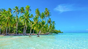 A beach with clear turquoise water, palm trees, and a distant horizon.