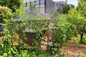 A garden with a wire fence, various plants, and a building in the background.