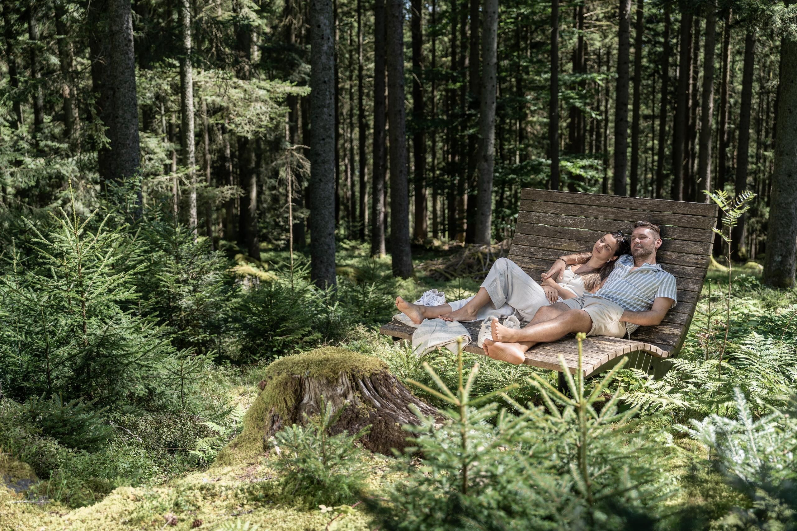 Een houten bankje in een bos, omringd door weelderige begroeiing en bomen.