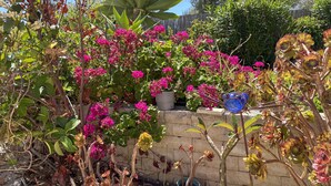 Un jardin avec différentes plantes et fleurs, un mur en pierre et un pot bleu.