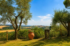 A vineyard landscape with trees, a large terracotta pot, and a wooden fence. - "Il Leccio" Apartment in an authentic Tuscan farmhouse with pool (Toscana)