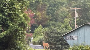 A deer in a grassy area with a wooden shed labeled 'PRIVATE PROPERTY NO TRESPASSING' and 'BEWARE OF DOG'. - Cozy 2-bedroom house in adorable Mohnton with AC (Mohnton)