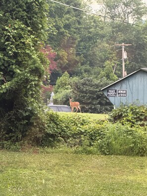 Ein Reh in einer grasbewachsenen Landschaft mit einer Holzbude, auf der 'PRIVATE PROPERTY NO TRESPASSING' und 'ACHTUNG HUND' steht.