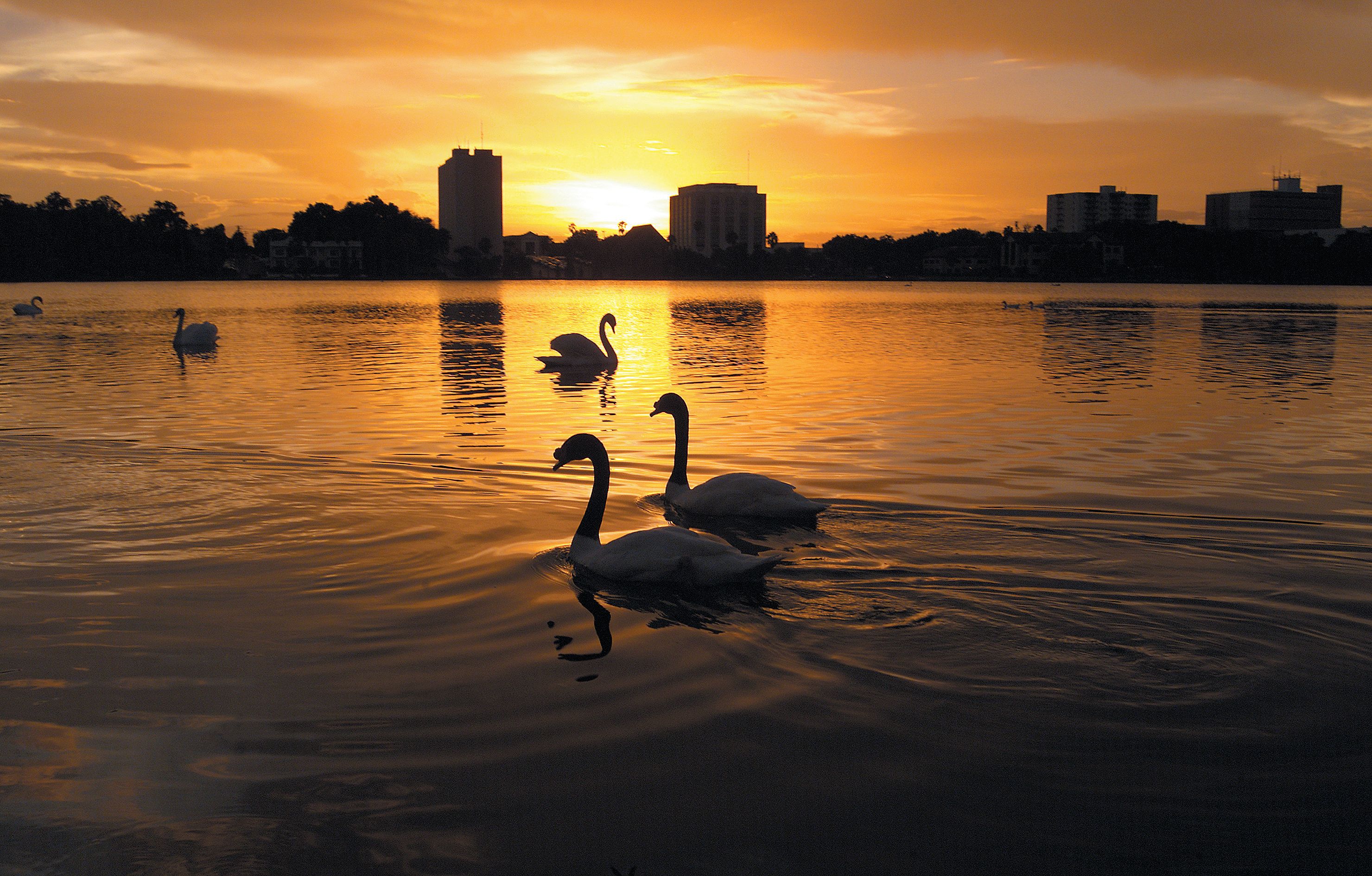 Een zonsondergang boven een wateroppervlak met zwanen.