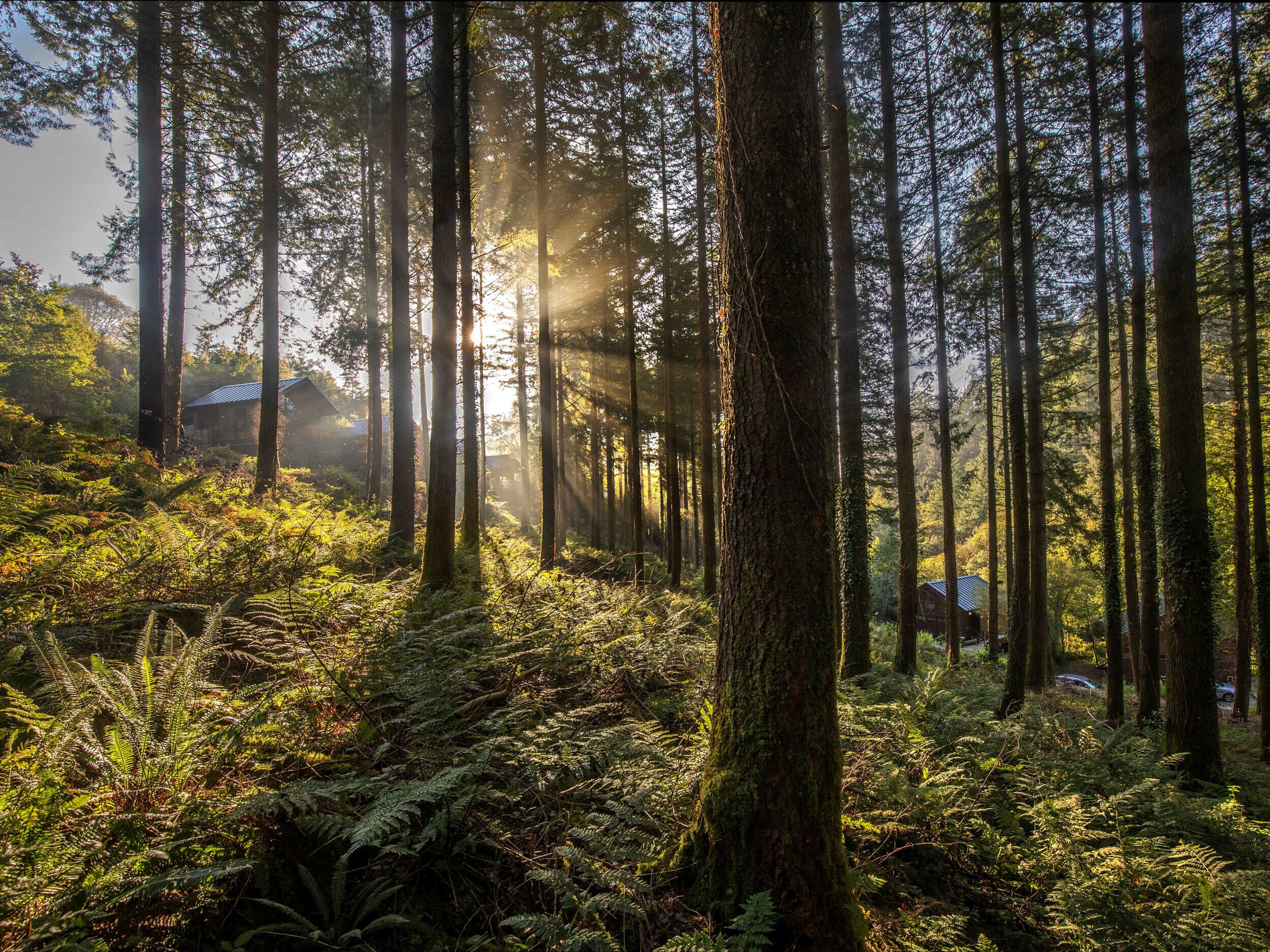 A forest with tall trees and sunlight filtering through.