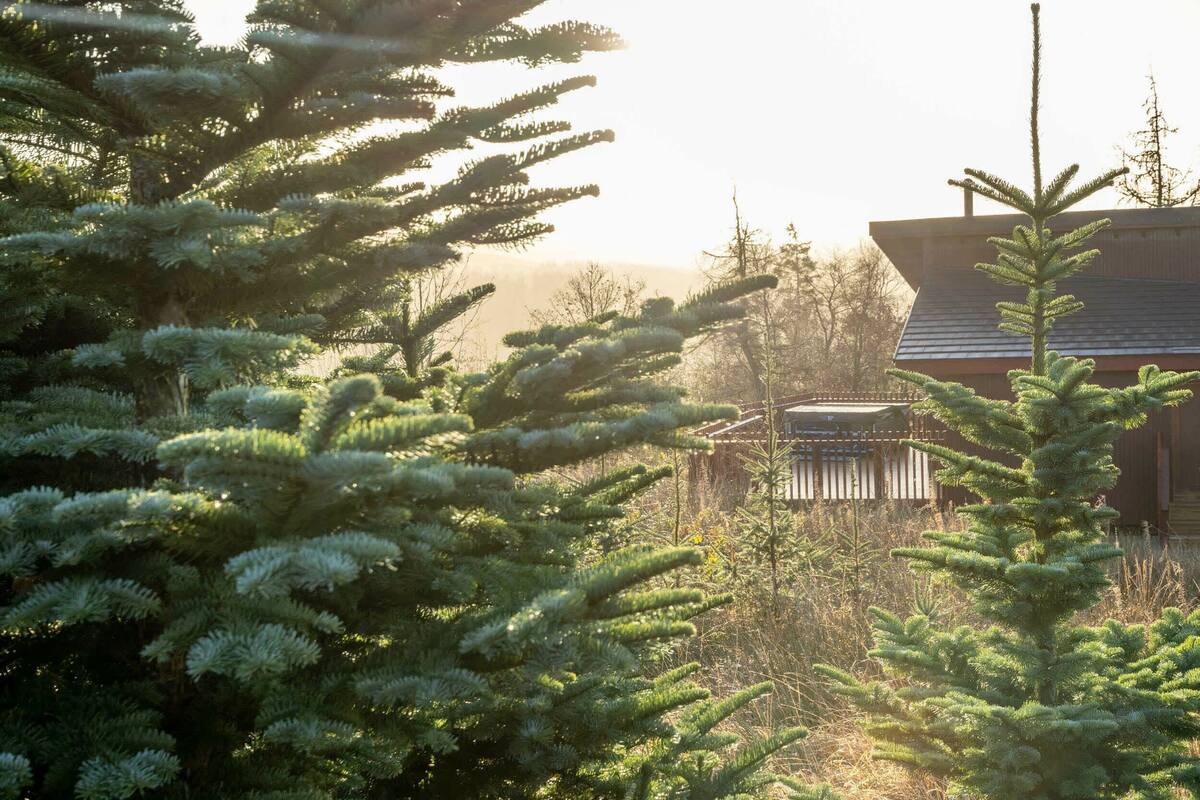 A wooden cabin with a sloped roof, surrounded by dense evergreen trees.