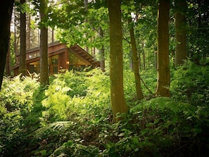 Una cabaña rústica en un bosque, con fachada de madera y rodeada de abundante vegetación y árboles.