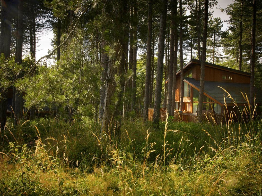 A cabin surrounded by tall trees and dense foliage.