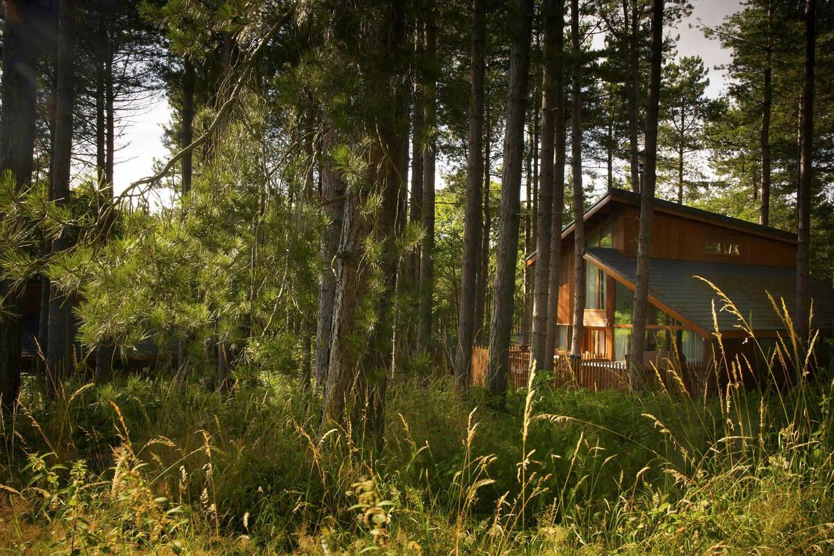 A cabin surrounded by tall pine trees and dense underbrush.