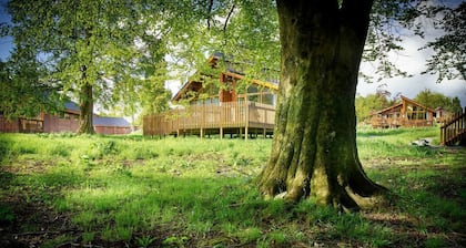 Forest of Dean Meadow - Golden Oak
