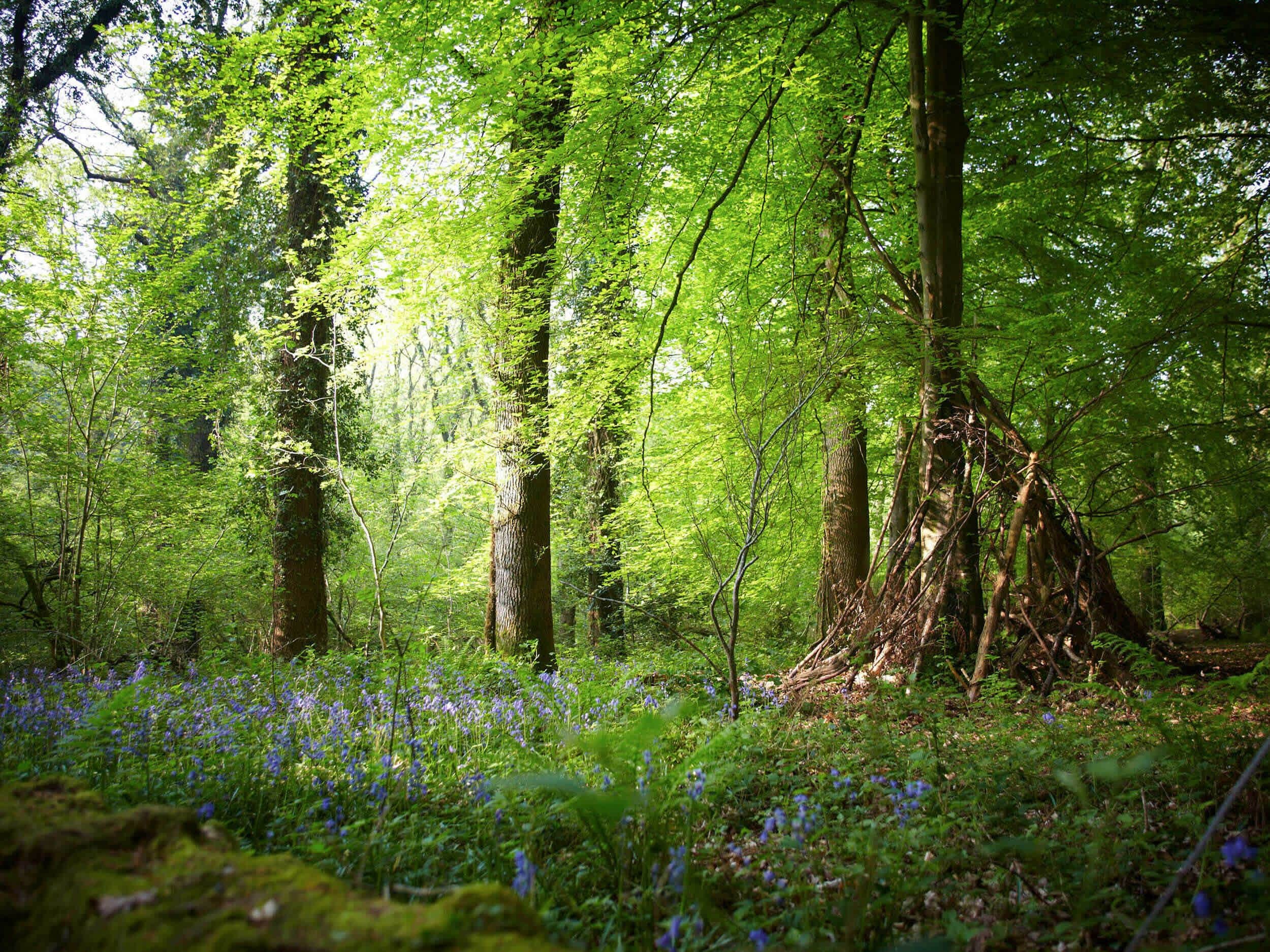Un bosque denso de árboles altos y el suelo cubierto de flores azules.