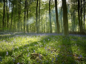 A forest with tall trees and a carpet of blue flowers.