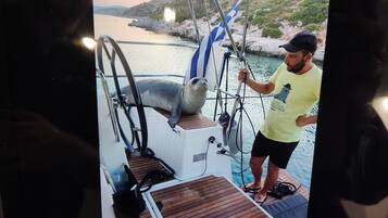 A person on a boat with a seal, a steering wheel, and a rocky coastline.