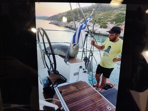 A person on a boat with a seal, a steering wheel, and a rocky coastline.