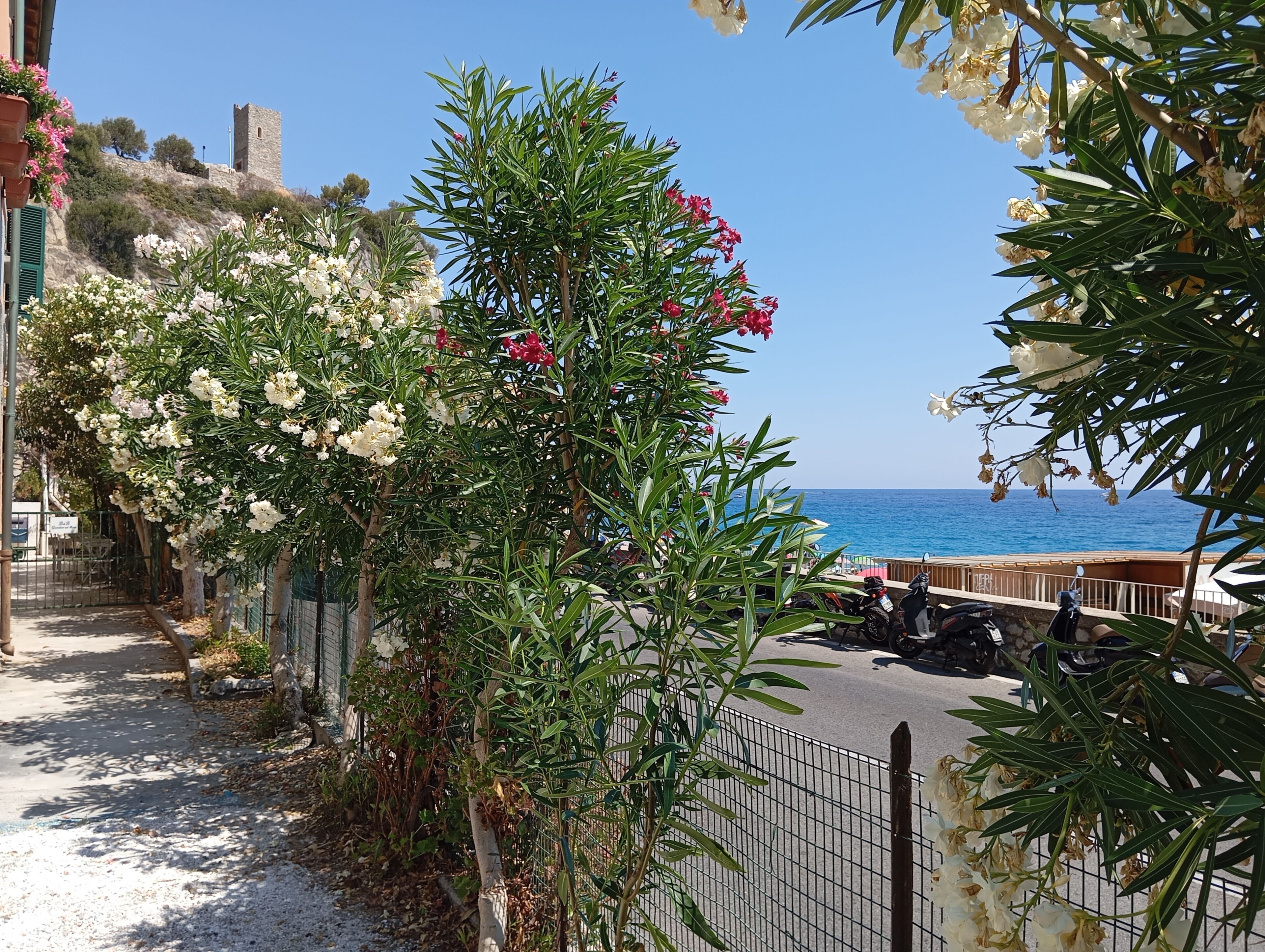 A coastal street lined with flowering plants and a view of the sea.