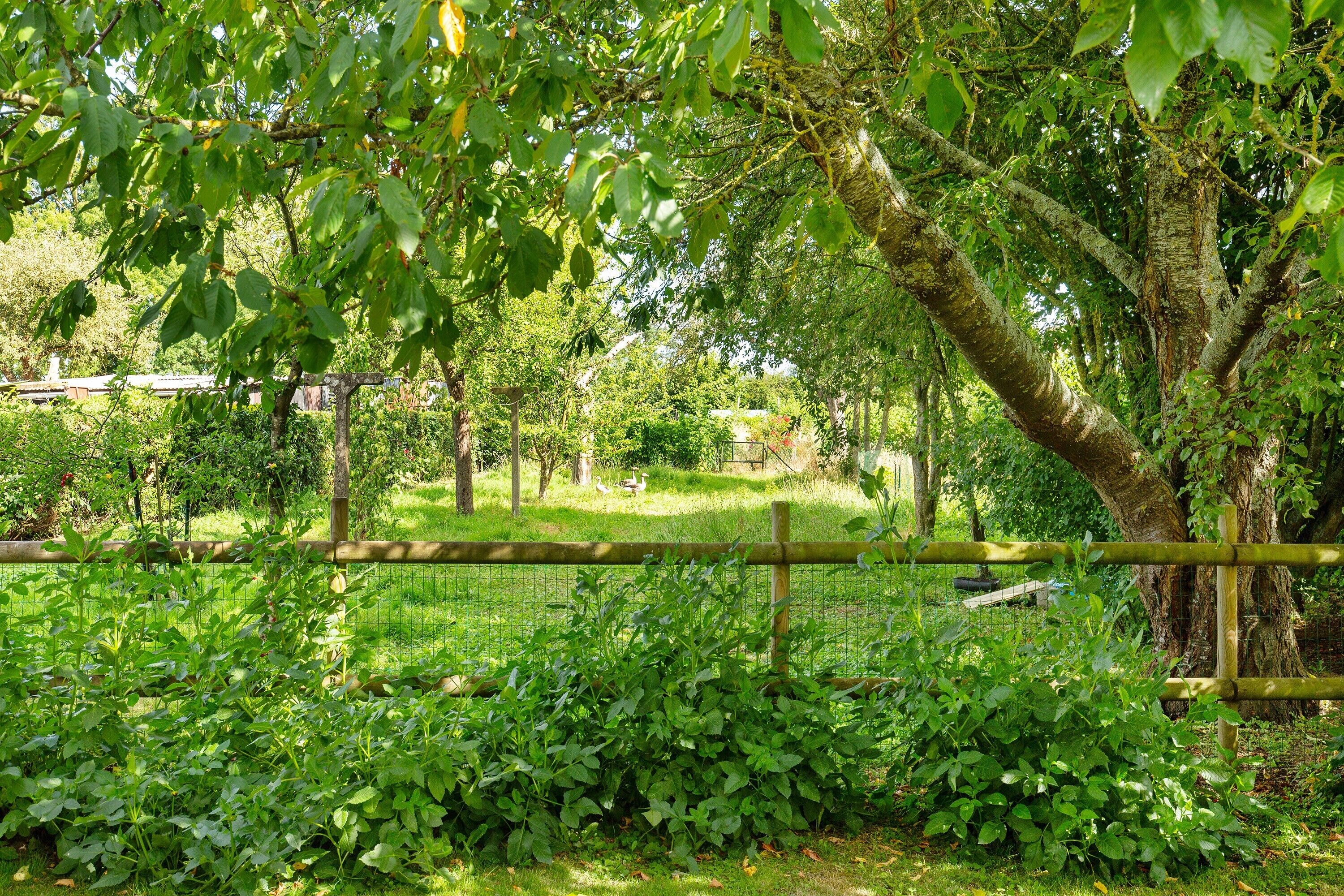 Un jardin clos, agrémenté d’une végétation luxuriante et d’un grand arbre.