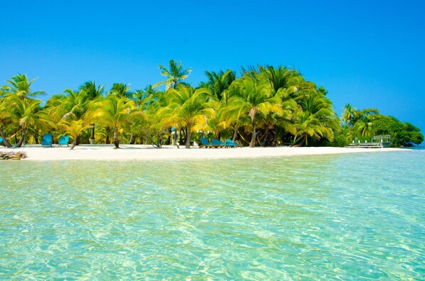 A beach with clear turquoise water, palm trees, and a white sandy shore.
