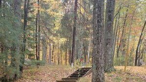 Een houten trap die een heuvel op leidt, gelegen in een bebost gebied met herfstbladeren.