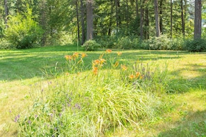 Eine natürliche Landschaft mit einem grasbewachsen Feld, verschiedenen Wildblumen und einem dichten Wald im Hintergrund.