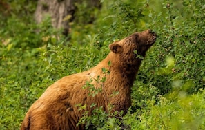 A bear in a natural setting with dense foliage and trees. - Glacier Gateway Lodge | Hot Tub & Firepit (Hungry Horse)