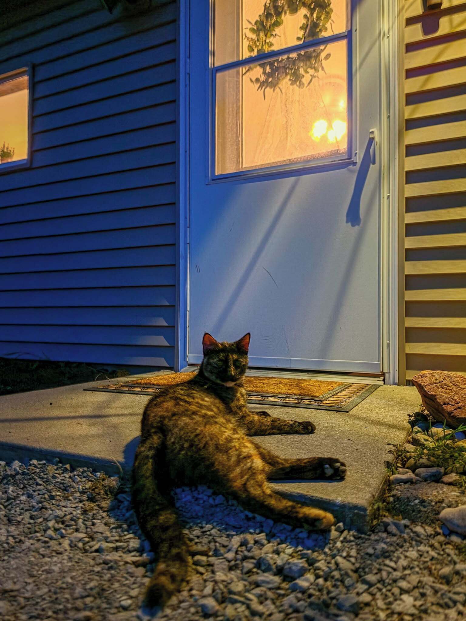 A cat sitting on a concrete step in front of a house with a door and windows.
