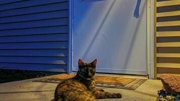 A cat sitting on a concrete step in front of a house with a door and windows.