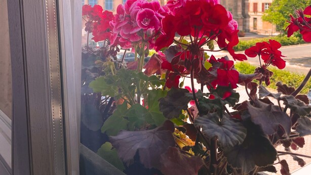 Vista desde una ventana de un edificio con una torre, posiblemente una iglesia, y flores rojas en primer plano.