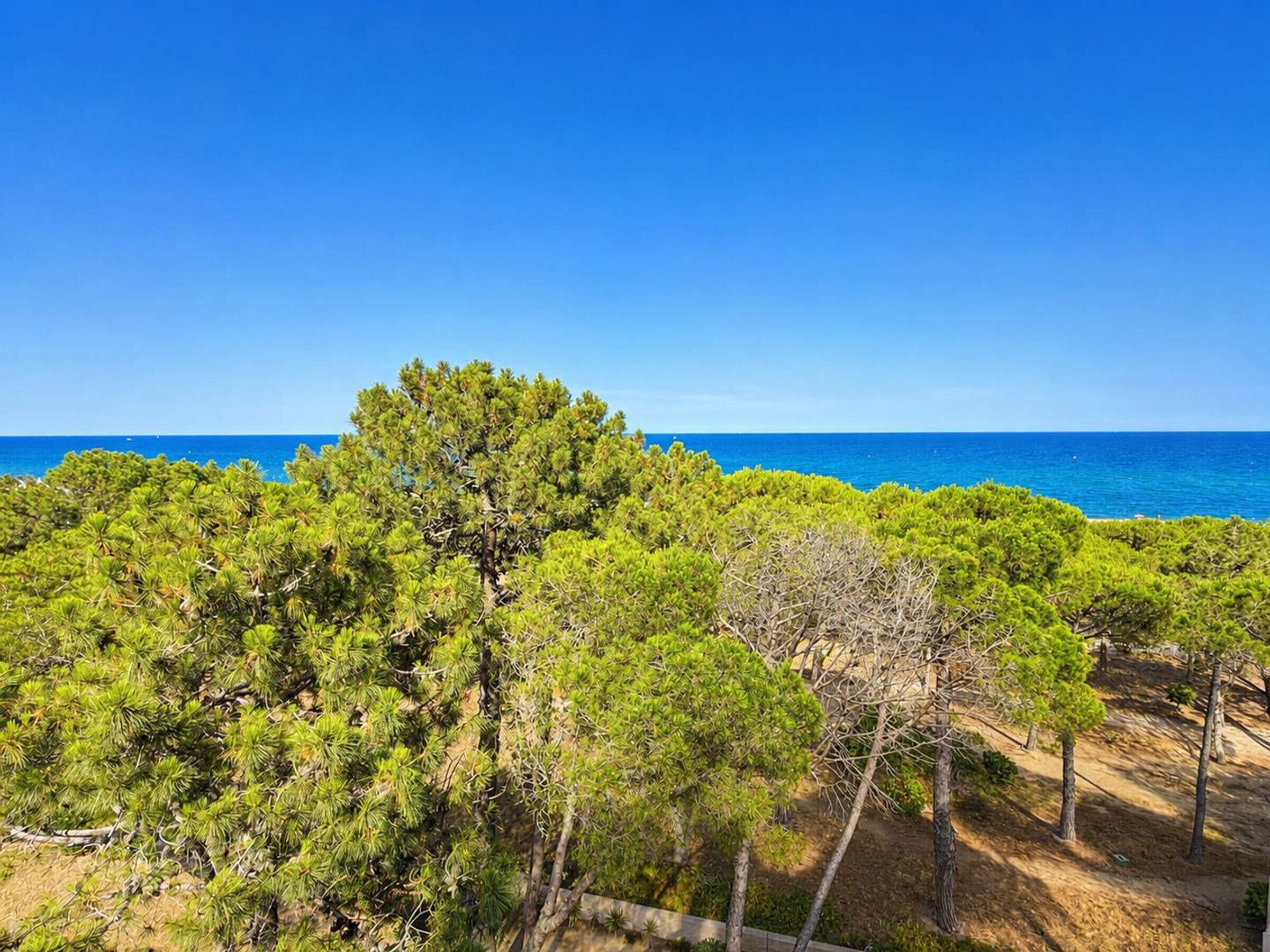 Un paysage côtier caractérisé par une végétation luxuriante et un ciel bleu dégagé.