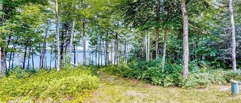 A forested area with a path leading to a body of water.