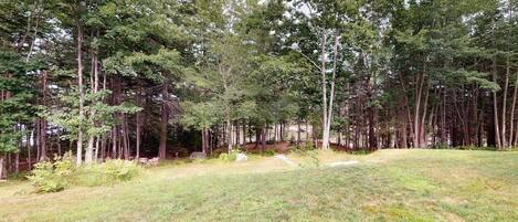 A forested area with a grassy field and a path leading through it.