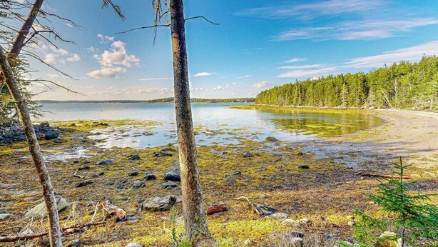 Ett naturligt landskap med en sjö, träd och en stenig strand.
