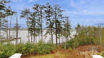 A view of a forested area with tall trees and a body of water in the background.