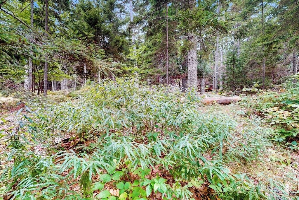 A forested area with dense trees and underbrush.