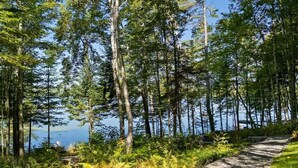 Une zone boisée avec un sentier de gravier menant à une terrasse en bois.