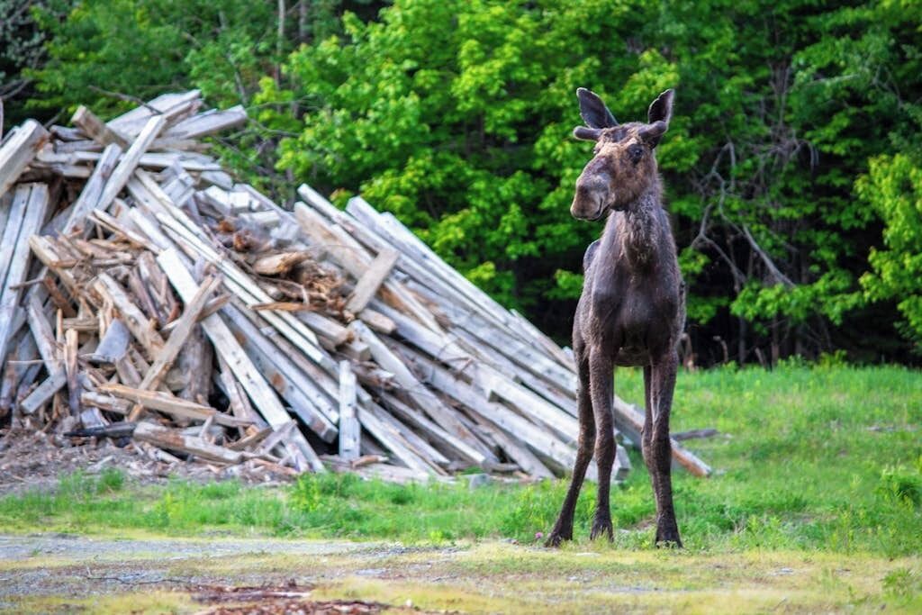 A moose standing in a grassy area with a pile of logs in the background.