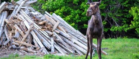 A moose standing in a grassy area with a pile of logs in the background.