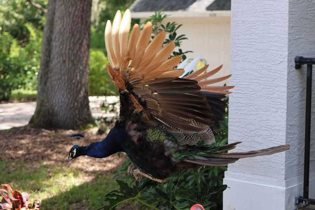 A peacock with its wings spread, standing near a white building with a column.