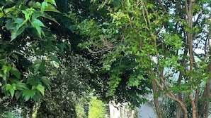 Ein Garten mit einem gepflasterten Weg, Bäumen und einem weißen Gebäude im Hintergrund.