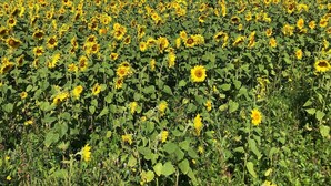 A vast sunflower field with a clear sky. - Oceanview Cottage - Beach - Peaceful - Amazing Views (Cottage Name= Dune View) (Malpeque)