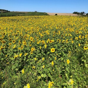 Ein weites Sonnenblumenfeld unter blauem Himmel.